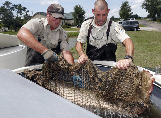 강가 괴물의 귀환, `엘리게이터 가아`는 어디로?                                                                                                                                                     