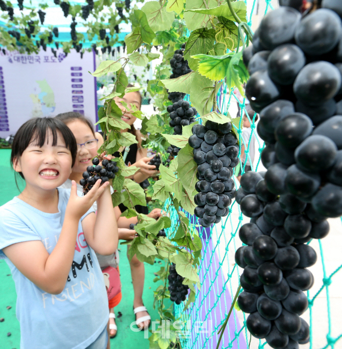 [포토]여름보약 우리포도, 도심 속 축제로 영글다