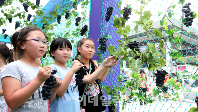 [포토]도심 한복판에 포도 주렁주렁