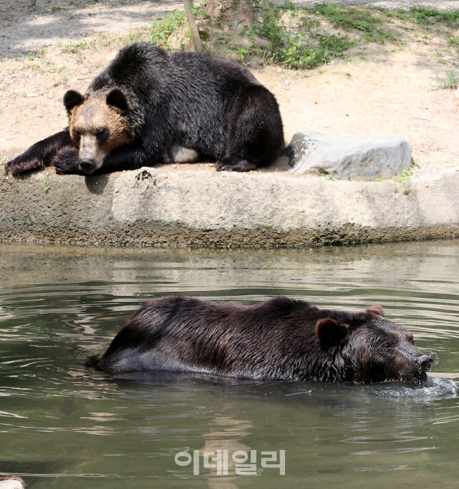 [포토]더위를 피하는 곰들