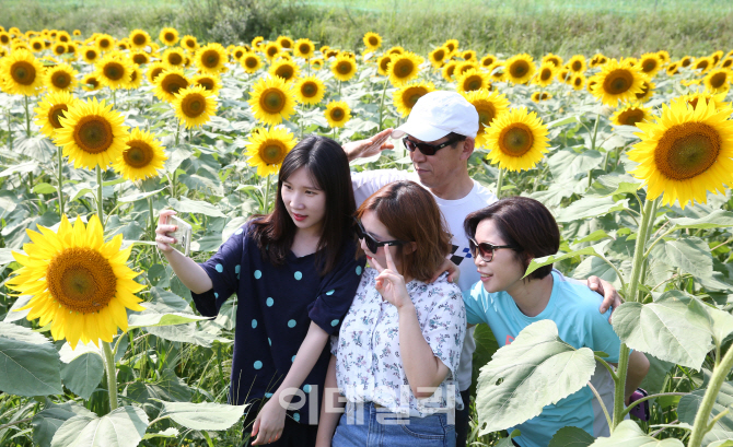 [포토]해바라기 밭에서 찰칵!