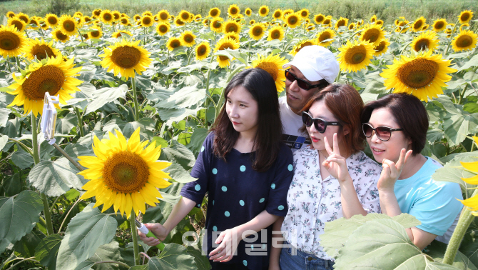 [포토]활짝 핀 해바라기 밭에서!