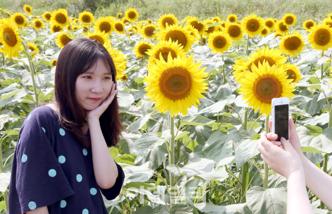 [포토]여심 사로잡는 해바라기