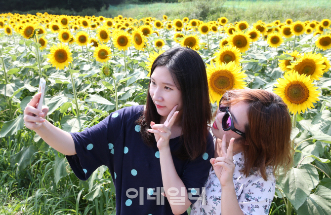 [포토]女心 사로잡는 해바라기
