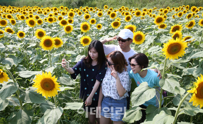 [포토]해바라기 꽃밭에서 추억을 찰칵!