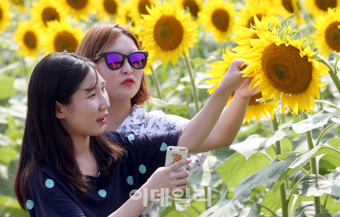 [포토]폭염속 가을 재촉하는 해바라기