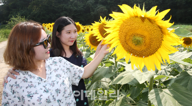 [포토]샛노랑 해바라기