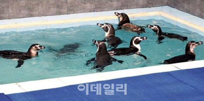 [포토] 코엑스 아쿠아리움 출생 훔볼트 펭귄 8마리 인도 뭄바이 입양