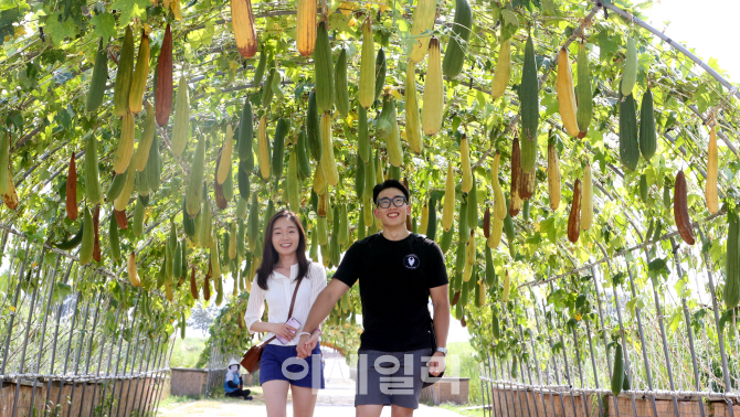 [포토]상암 하늘공원 조롱박 '주렁주렁'