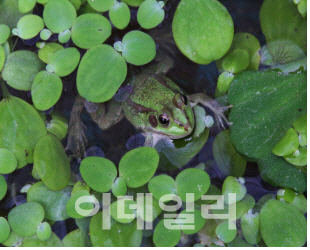 멸종위기 '금개구리' 서울 궁동생태공원에 100마리 방사