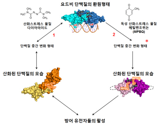 NRF, 산화스트레스 물질에 미생물이 살아남는 메커니즘 규명