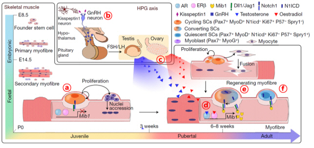 "사춘기 성호르몬이 성체 근육 줄기세포 형성에 영향 미쳐"