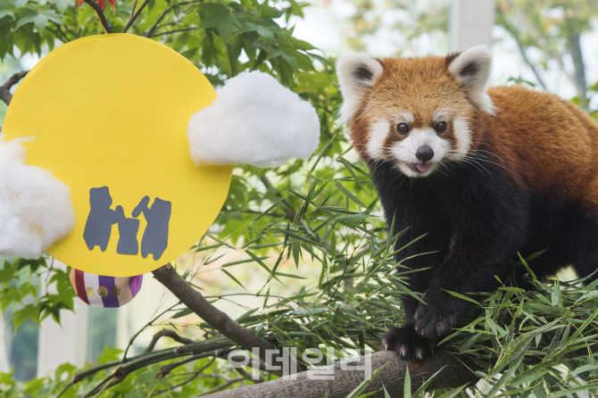 [포토] 레서판다의 추석맞이