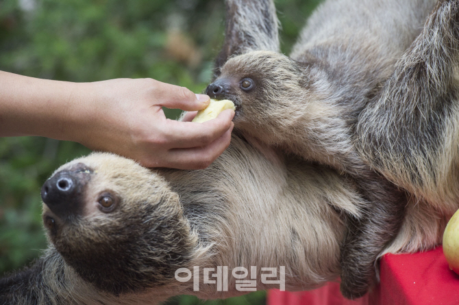 [포토] 나무늘보의 추석맞이