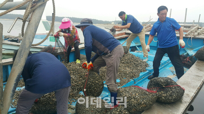 ‘金섬’ 꿈꾸는 ‘곰섬’ 간척사업에 쇠락..전국 최우수 공동체로 '우뚝'