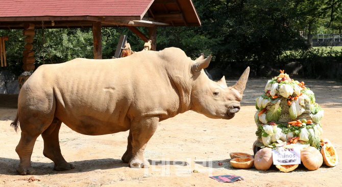 [포토]9월 22일은 '세계 코뿔소의 날(World Rhino Day)'