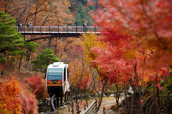 울긋불긋 가을 단풍의 향연...'곤지암화담숲'