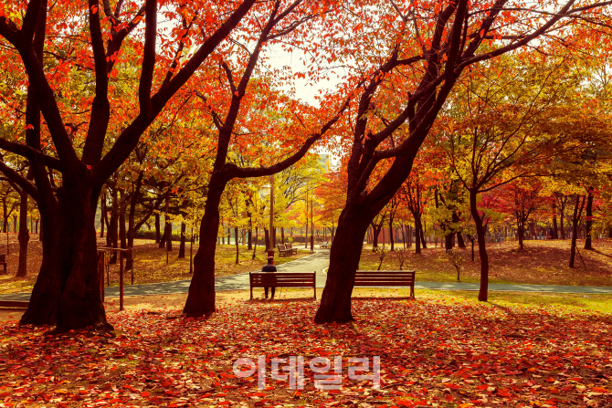 [포토] 오색빛으로 물든 도심의 예쁜 단풍길 - 신월근린공원