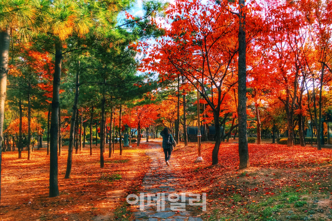 [포토] 오색빛으로 물든 도심의 예쁜 단풍길 - 서소문공원