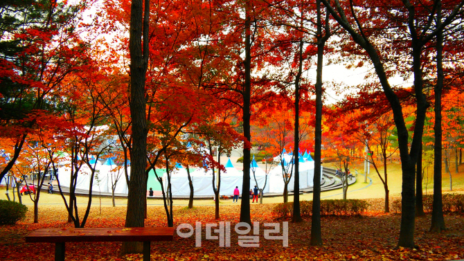 [포토] 오색빛으로 물든 도심의 예쁜 단풍길 - 방화근린공원