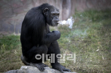 평양동물원에 '흡연 침팬지' 등장…동물보호단체 비난