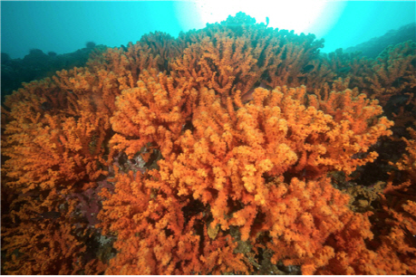 '멸종위기' 유착나무돌산호 최대 군락지, 독도에서 첫 발견