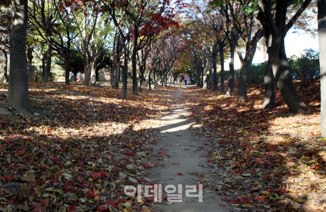 [포토] 가을정취 만끽할 걷기 좋은 한강길 BEST 5 - 뚝섬 숲속길