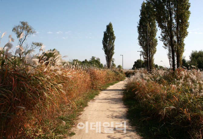[포토] 가을정취 만끽할 걷기 좋은 한강길 BEST 5 - 난지 갈대바람길