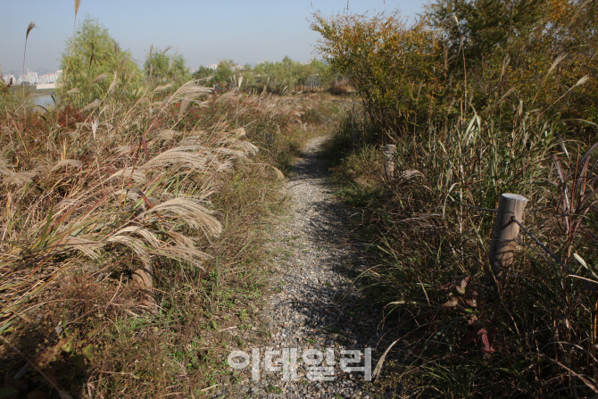 [포토] 가을정취 만끽할 걷기 좋은 한강길 BEST 5 - 고덕 자갈길