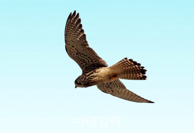 [포토] 국립생태원 '황조롱이' 소개