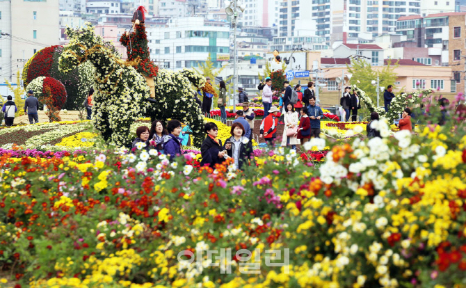 [포토]제16회 마산가고파국화축제, '활짝핀 국화'