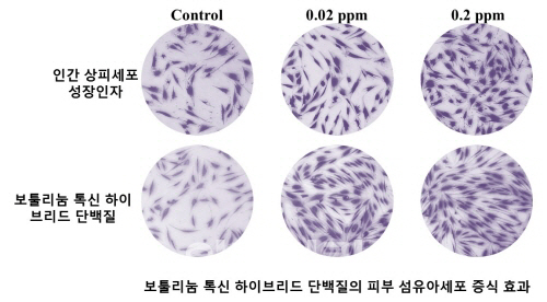 넥스젠바이오텍, 보툴리눔톡신 신소재 하이브리드 단백질 개발