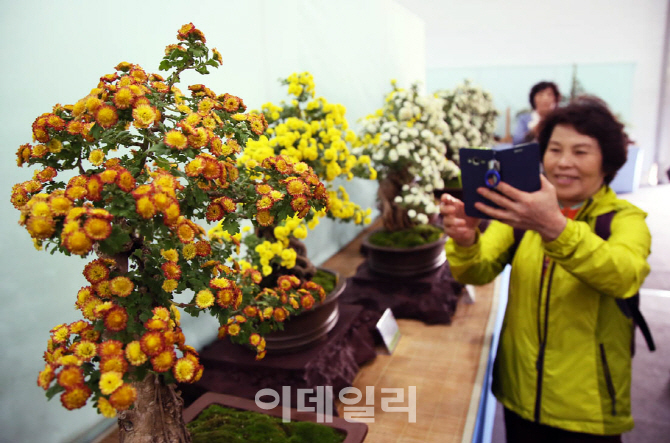 [포토]'제16회 마산가고파국화축제' 개막