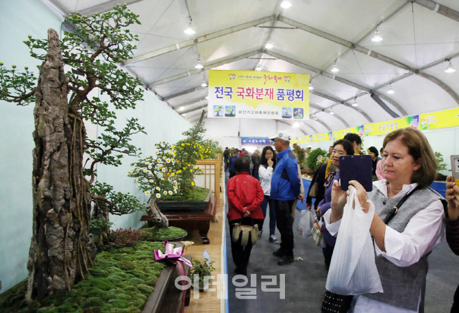 [포토]제16회 마산가고파국화축제, '아름다운 국화'