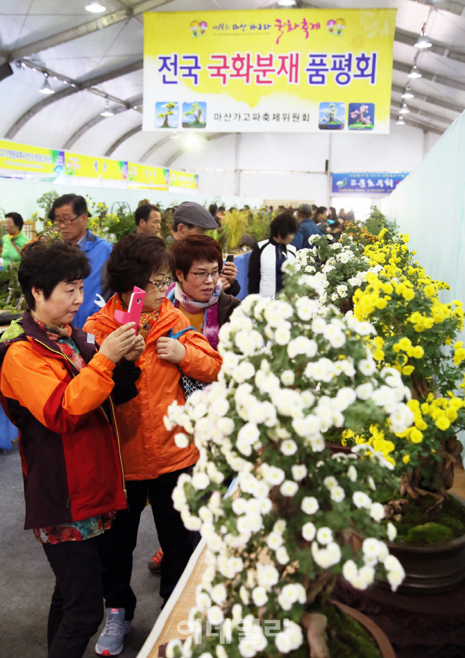[포토]제16회 마산가고파국화축제, '예쁜 국화'