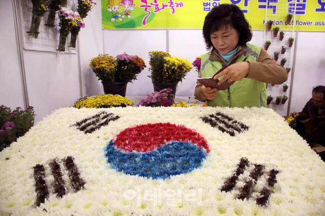 [포토]제16회 마산가고파국화축제, '태극기 국화'