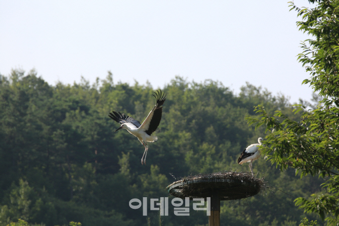 예산황새공원에서 서식 중인 황새 두마리, 삵 습격으로 폐사