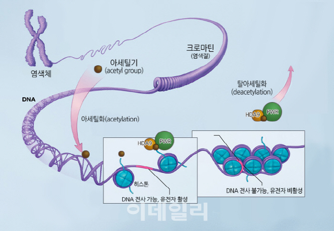 식물이 꽃 피는 시기 결정하는 단백질 기능 밝혀져