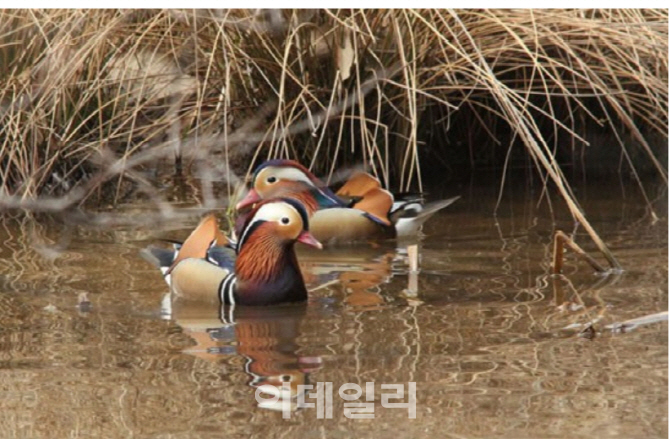 서울대공원, 천연기념물 원앙 49마리 안락사..'조류독감 우려'