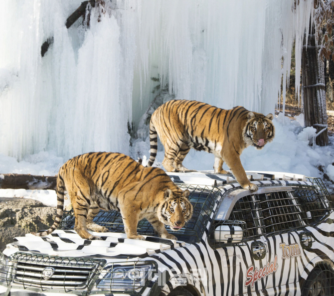 에버랜드 동물원 '겨울왕국'으로 변신