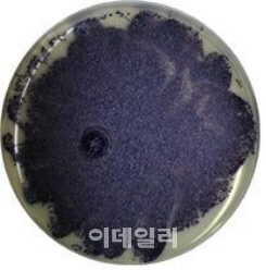 항암 기능성 색소 만드는 신종 미생물 발견