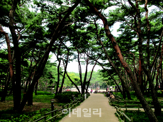 [포토] 서울 '전망 좋은곳, 테마산책길 40개소' - 소나무숲길