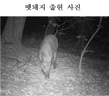 "멧돼지는 야행성입니다"…불법야간산행 위험