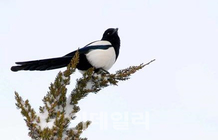 까치 까치 설날이 어저께인 이유는?