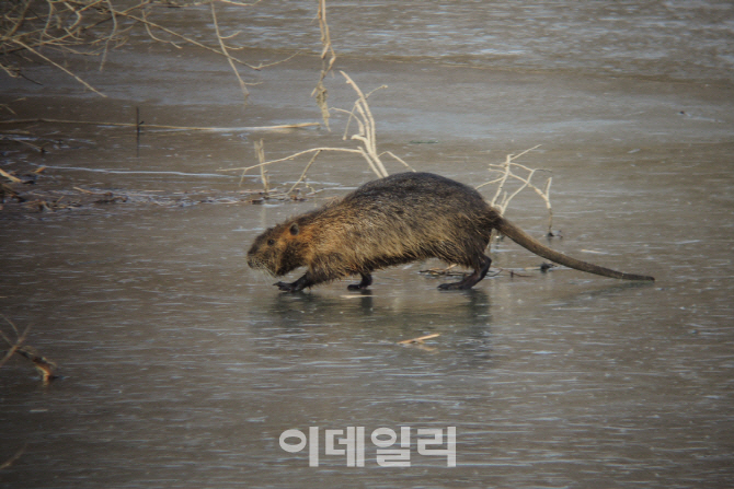 "뉴트리아, 먹어봐서 아는데".. 황교익 SNS 눈길