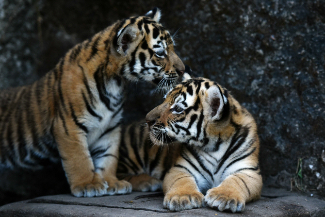  `태어난 지 45일째`.. 새끼 벵갈호랑이                                                                                                                                                             