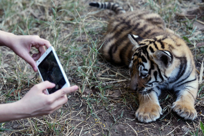  `얼짱 각도로`..천진난만한 새끼 벵갈호랑이                                                                                                                                                        