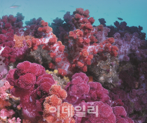 '바다의 꽃' 밤수지맨드라미를 아시나요?