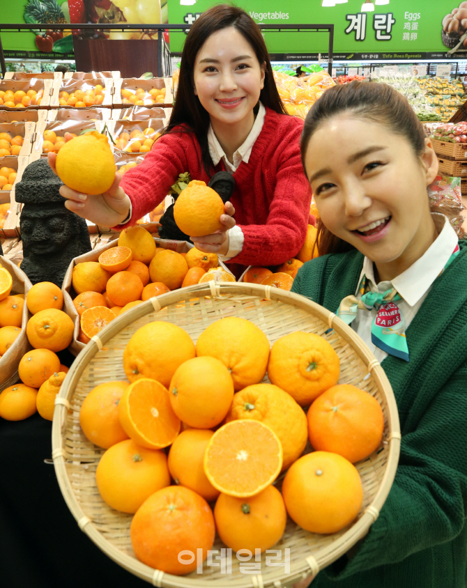 [포토]롯데마트, 제주산 만감류 3종 만나보세요!