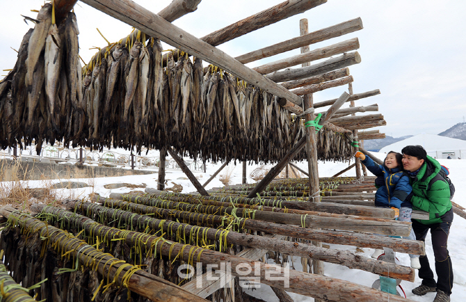 [포토] 황태덕장 체험